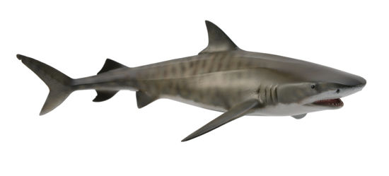 Obrázek z Žralok tygří 