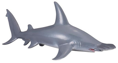 Obrázek Žralok kladivoun