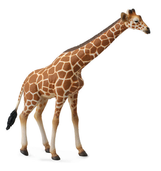Obrázek z Žirafa 