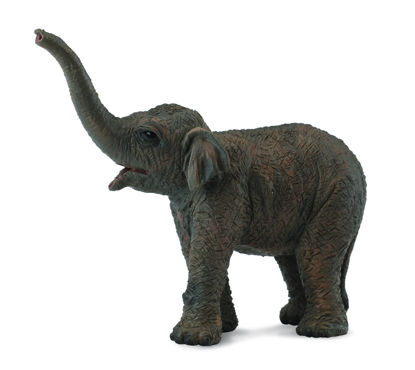 Obrázek Slon asijský - slůně