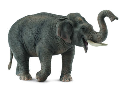 Obrázek Slon asijský