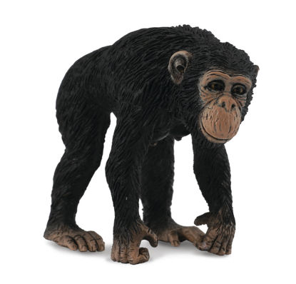 Obrázek Šimpanz - samice