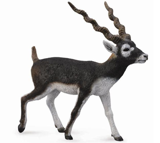 Obrázek z Antilopa jelení 