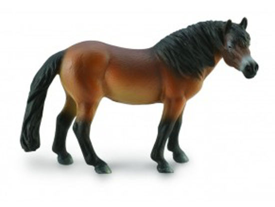Obrázek z Exmoor Pony hřebec 