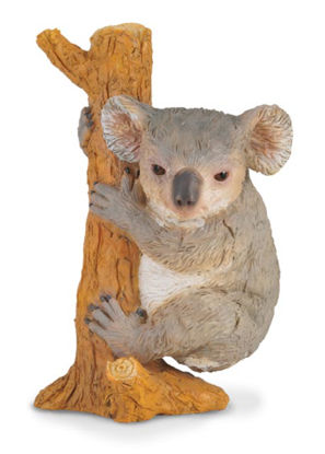 Obrázek Koala na stromě