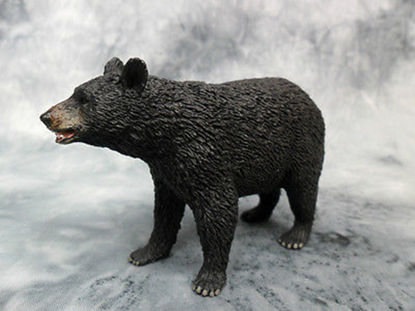 Obrázek Medvěd americký černý