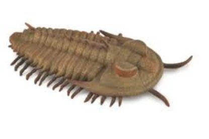 Obrázek Redlichia Rex trilobit