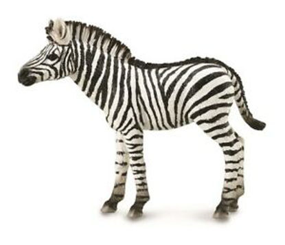 Obrázek Zebra